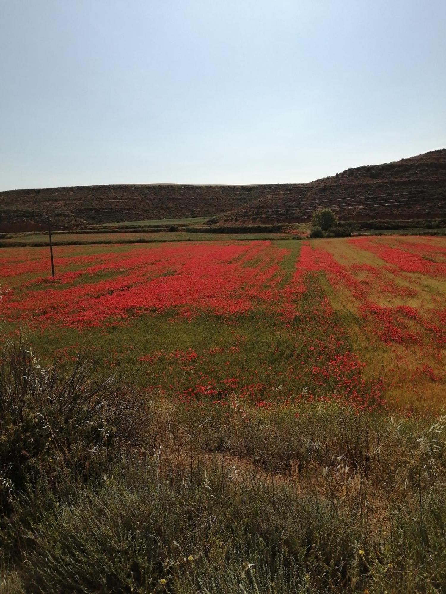 Reposo Tranquilo En Entorno Rural Daire Cetina Dış mekan fotoğraf